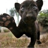 Deathpaw