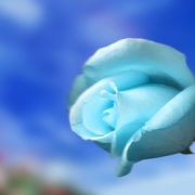 Sky Blue