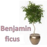 Benjamin Ficus