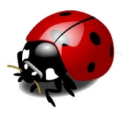 Ladybug