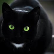 svartanattens katt